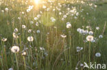 Paardenbloem (Taraxacum spec.)