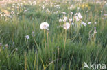 Paardenbloem (Taraxacum spec.)