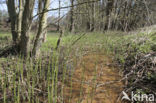 Paardenstaart (Equisetum spec. )