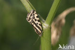 Panteruiltje (Emmelia trabealis)