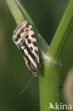 Spotted Sulphur (Emmelia trabealis)