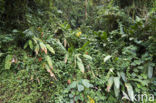 Parque Nacional Tapanti