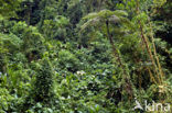 Parque Nacional Tapanti