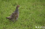 Grey Partridge (Perdix perdix)