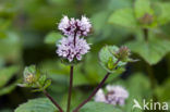 Peppermint (Mentha x piperita)