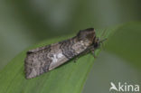 Peppel-orvlinder (Tethea ocularis)