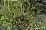 Pillwort (Pilularia globulifera)