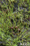 Pillwort (Pilularia globulifera)
