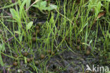 Pillwort (Pilularia globulifera)
