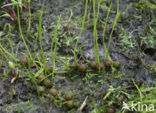 Pillwort (Pilularia globulifera)