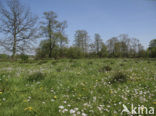 Pinksterbloem (Cardamine pratensis)