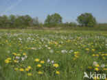 Pinksterbloem (Cardamine pratensis)