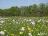 Pinksterbloem (Cardamine pratensis)