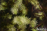 Plat blaasjeskruid (Utricularia intermedia) 