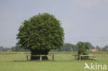 Polder Sekdoorn