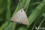 Polypogon tentacularia