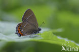 Pruimenpage (Satyrium pruni)