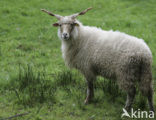 Racka Sheep (Ovis domesticus)