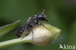 Ranonkelbij (Chelostoma florisomne) 