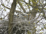 Heron (Ardea spec)