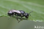 Resedamaskerbij (Hylaeus signatus)