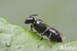 Resedamaskerbij (Hylaeus signatus)