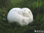 Giant Puffball (Langermannia gigantea)