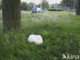 Giant Puffball (Langermannia gigantea)