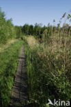 Common Reed (Phragmites australis)