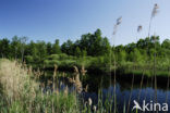 Riet (Phragmites australis)