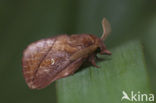 The Drinker (Euthrix potatoria)