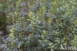 Rijsbes (Vaccinium uliginosum) 