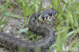 Grass Snake (Natrix natrix)