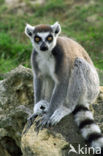 ring-tailed lemur (Lemur catta) 