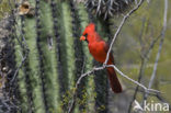 Rode Kardinaal (Cardinalis cardinalis)