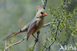 Rode Kardinaal (Cardinalis cardinalis)