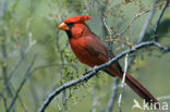 Rode Kardinaal (Cardinalis cardinalis)