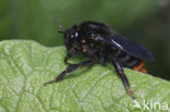 Hill cuckoo bee (Bombus rupestris)
