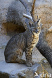 Bobcat (Lynx rufus)