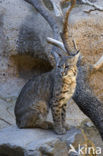 Bobcat (Lynx rufus)