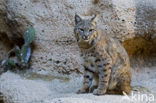 Bobcat (Lynx rufus)