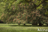 Rode paardenkastanje (Aesculus carnea)