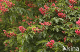 Rode paardenkastanje (Aesculus carnea)