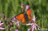 Purple-edged Copper (Lycaena hippothoe)