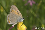 Rode vuurvlinder (Lycaena hippothoe) 