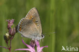 Rode vuurvlinder (Lycaena hippothoe) 