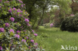 Rododendron (Rhododendron)