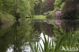 Rododendron (Rhododendron)