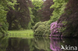 Rododendron (Rhododendron)