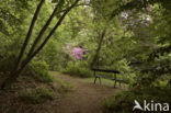 Rododendron (Rhododendron)